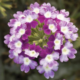 Obsession Twister Violet Verbena Thumbnail